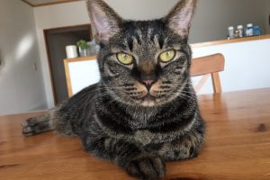 27263270_1516943453.211 A special appeal from the editor for a cat with serious heart issues